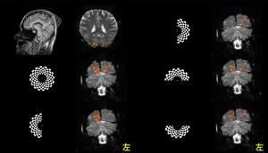 fMRI_retinotopy